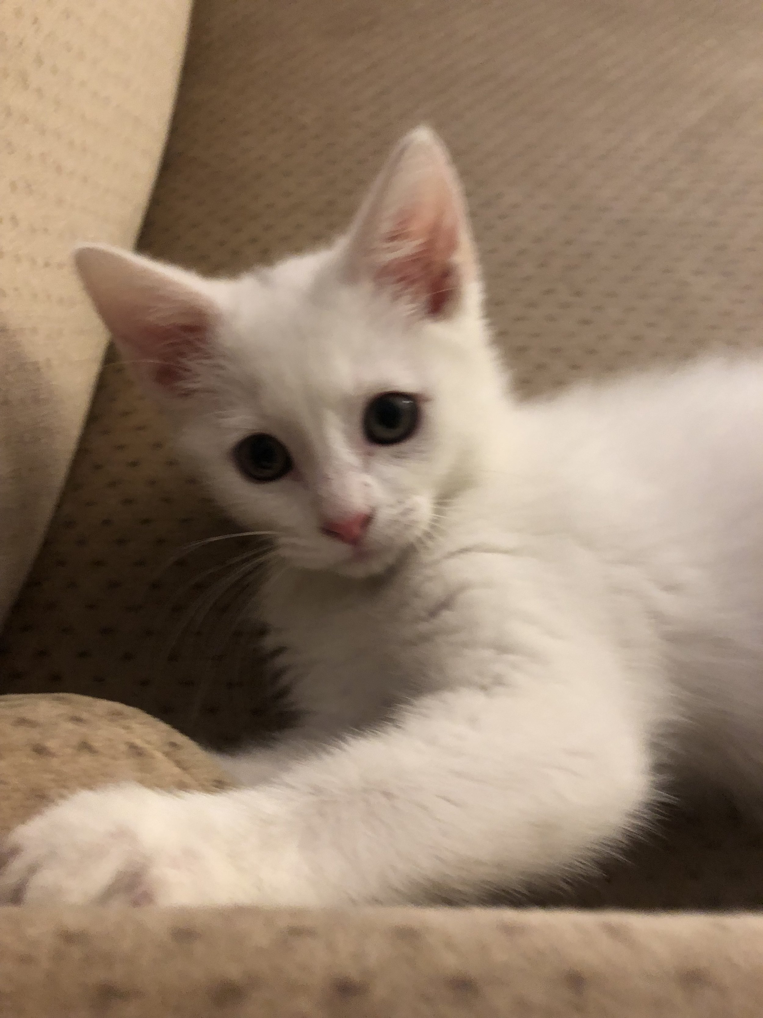 Cat give away near me 2025